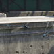 Image for article titled My Journey To Photograph All The Wildlife In The Division 2